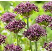 Miniature Allium Bulbs for Planting - Easy to Grow, Great for Garden or Container - Allium Atropurpureum (30 Bulbs)