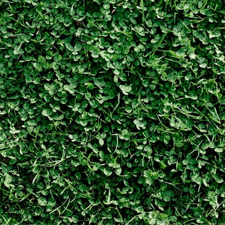 Miniature Clover Seeds - 1 Oz Packet ~25,000 Seeds - Small Leaf White Clover - Low Growing Nitrogen Fixing Lawn Clover & Cover Crop - Non-GMO, Perennial