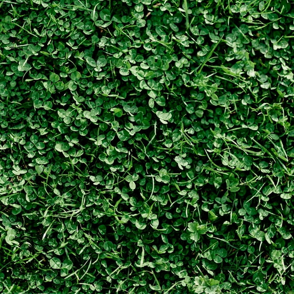 Miniature Clover Seeds - 25 Lb Bulk ~10M Seeds - Small Leaf White Clover - Low Growing Nitrogen Fixing Lawn Clover & Cover Crop - Non-GMO, Perennial