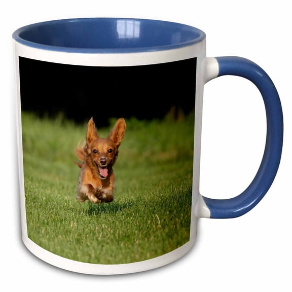 3drose, Miniature Dachshund Running Toward Camera., 11oz Two-tone Blue Mug