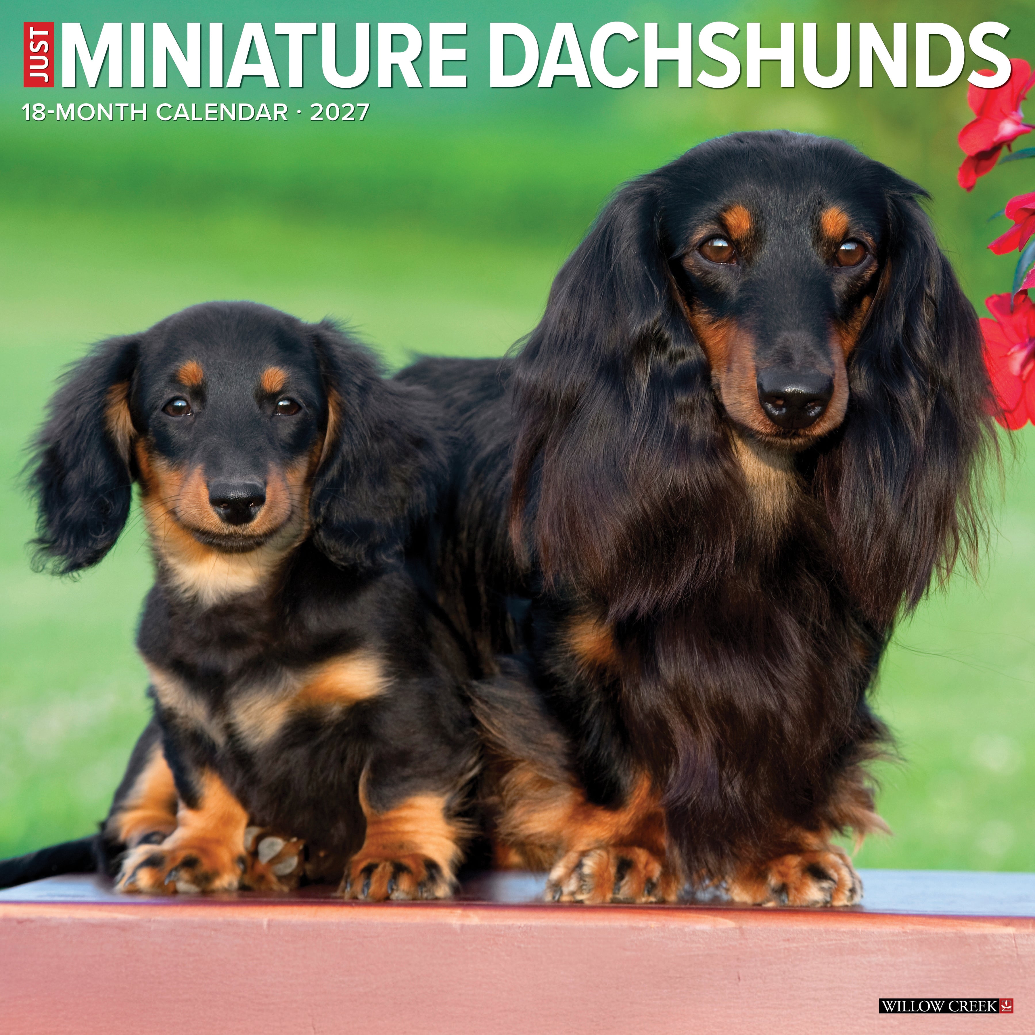 Willow Creek Press, Miniature Dachshunds 2027 Wall Calendar