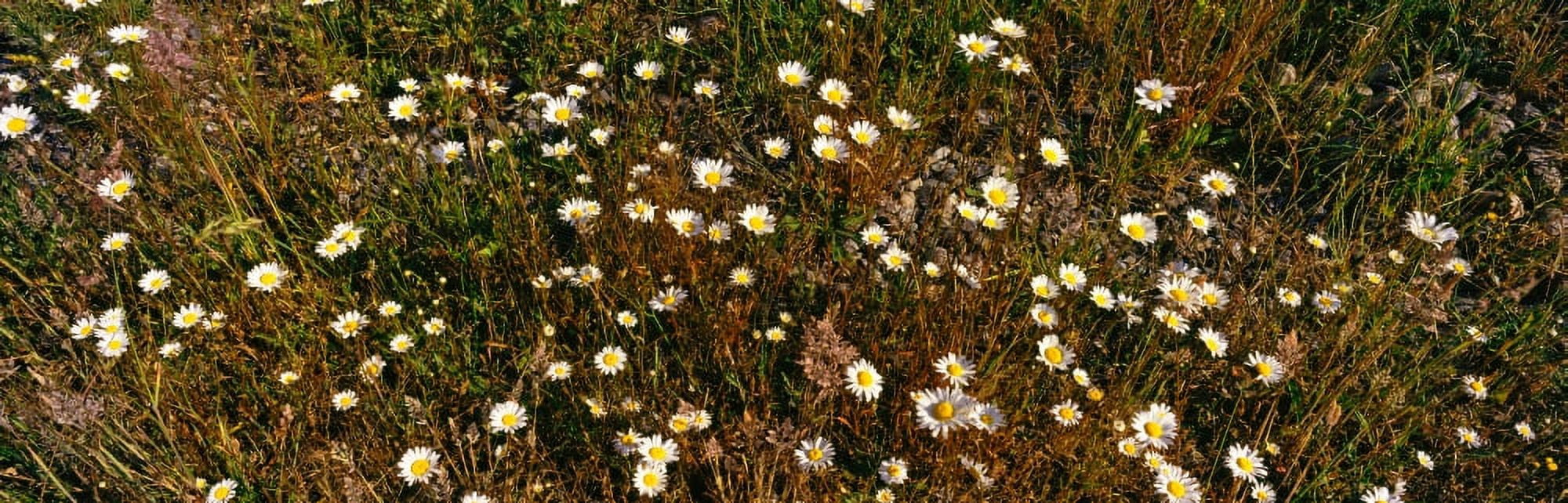 Miniature Daisy (Bellium minutum) flowers in a field Canvas Art - Panoramic Images (27 x 9)