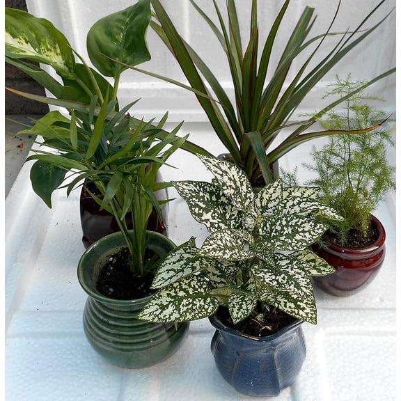 Miniature Garden 5 -Plants in 3" ceramic pots by jmbamboo