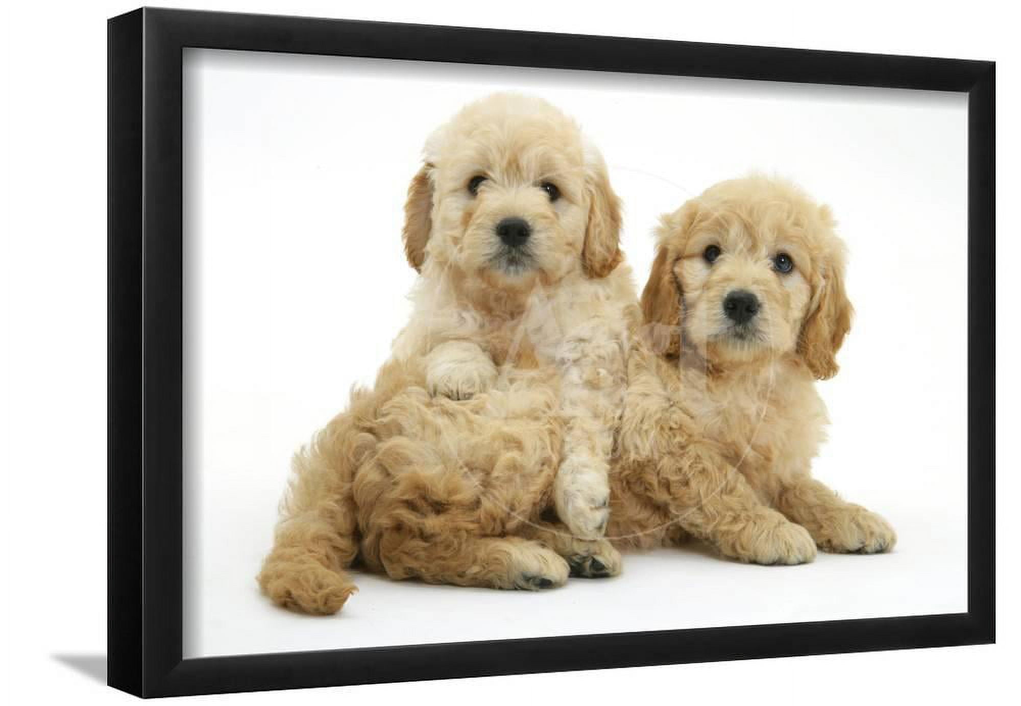 Miniature Goldendoodle Puppies Golden Retriever X Miniature Poodle