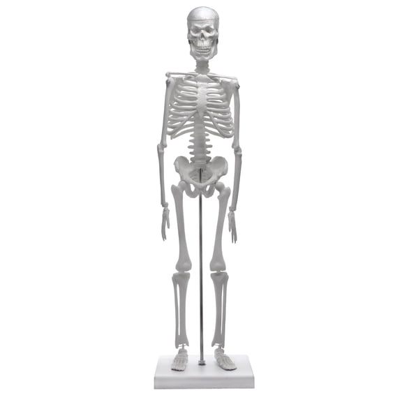 Miniature Human Skeleton Model, 17.5" Tall - With Rod Mount & Stand - Anatomical Model, Articulated, Flexible Joints - Eisco Labs