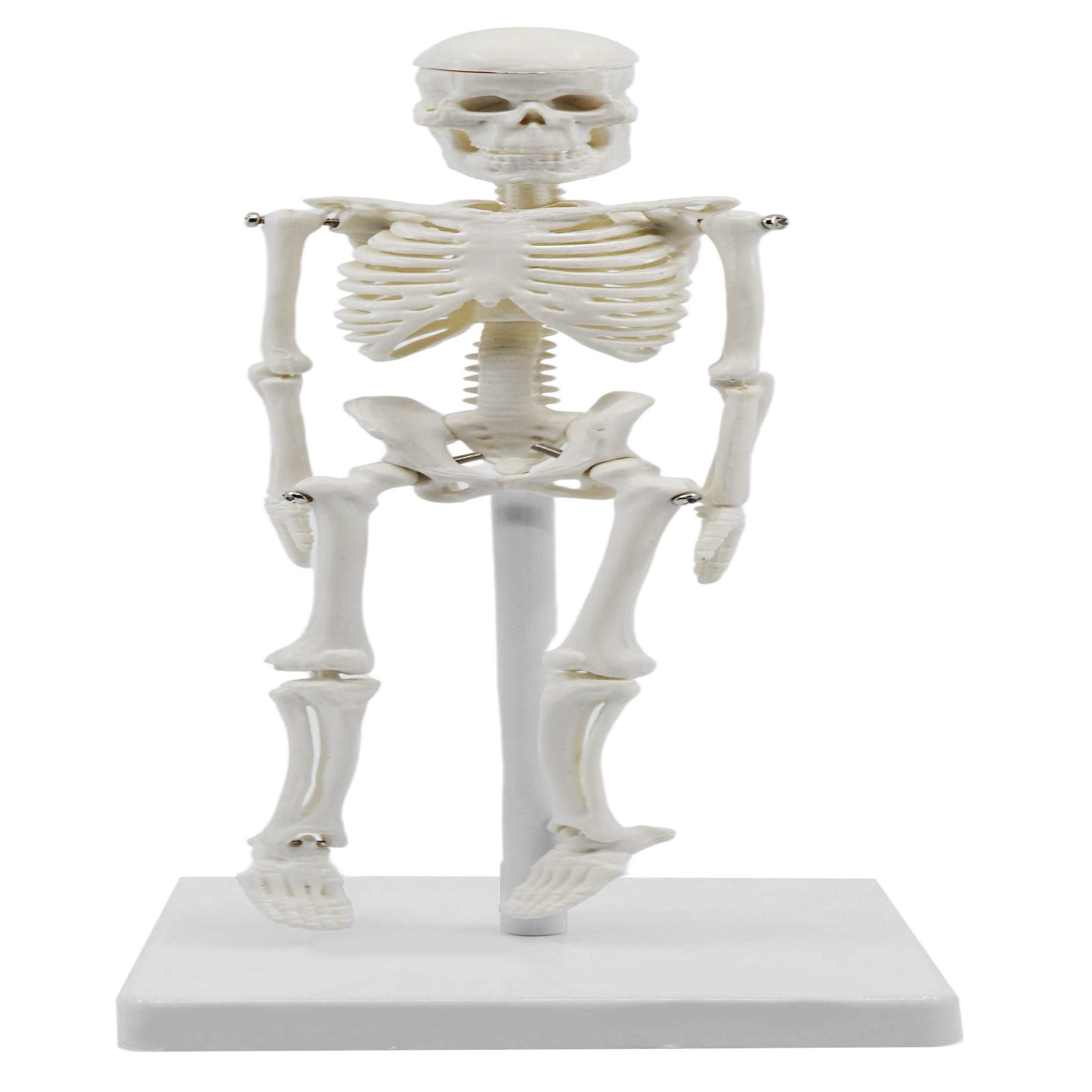 Miniature Human Skeleton Model, 8" Tall - With Mount & Stand ...