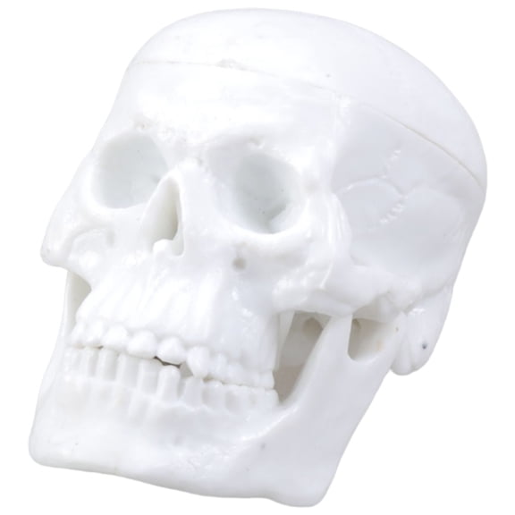 Miniature Human Skull Model Figure For Medicals Anatomy Study And Art Sculpture Reference With Moveable Chin Design
