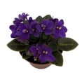 thumbnail image 1 of Miniature Jenny Blue African Violet - 2.5" Pot, 1 of 2