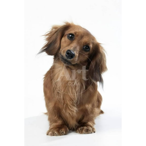 Miniature LongHaired Dachshund, Animals Unframed Photographic Print Wall Art Sold by ArtCom