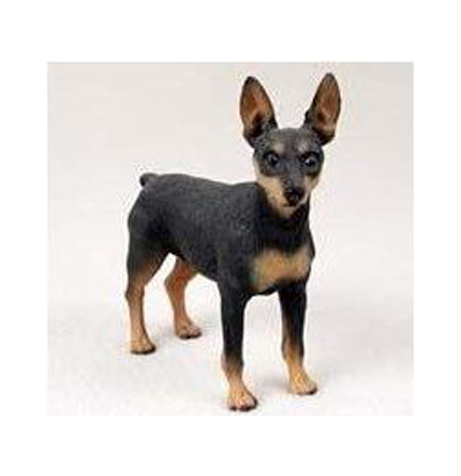 Miniature Pinscher Figurine