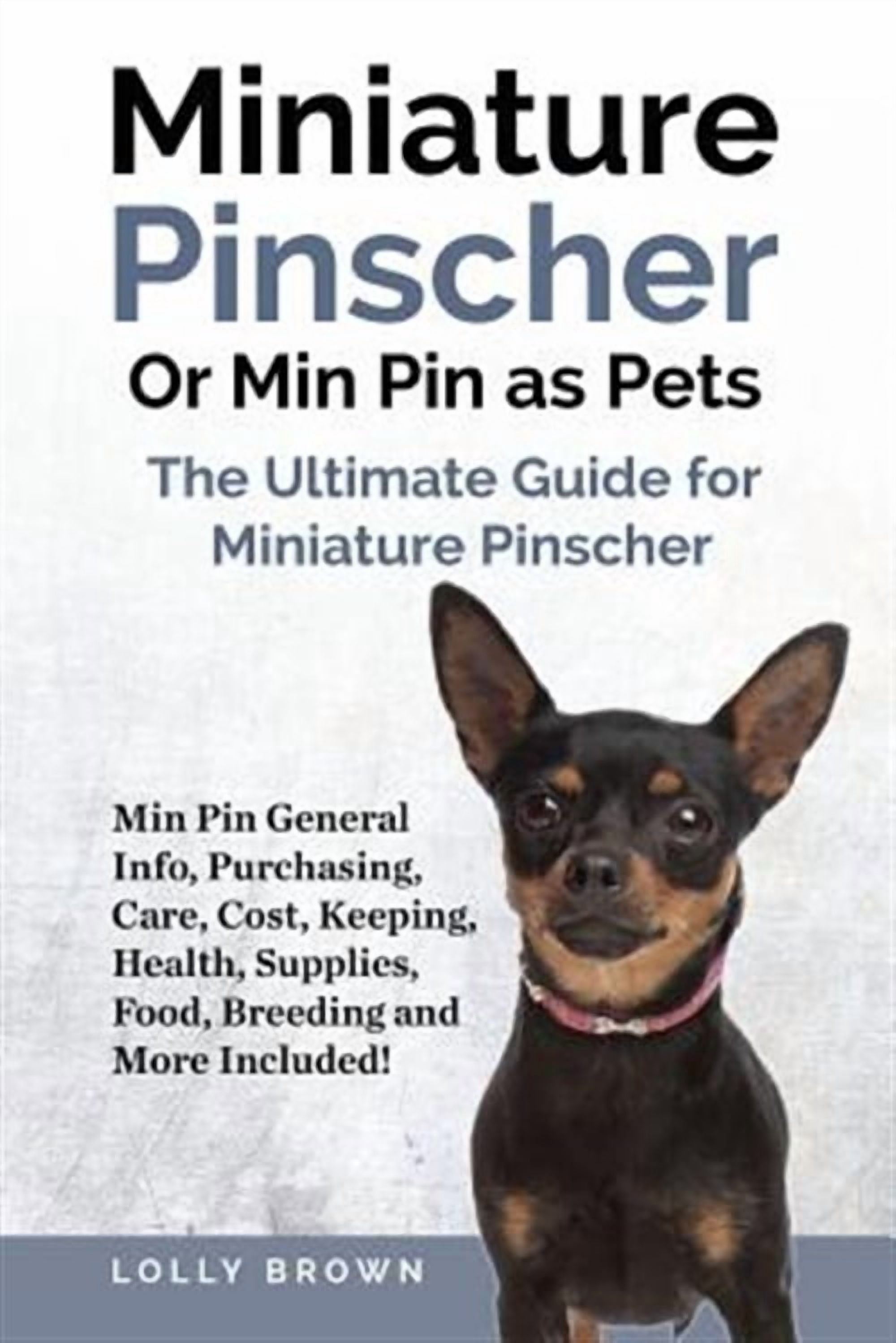 Stuff Min Pin Miniature Pinscher Or Min Pin as Pets: Min Pin General Info, Purchasing ...