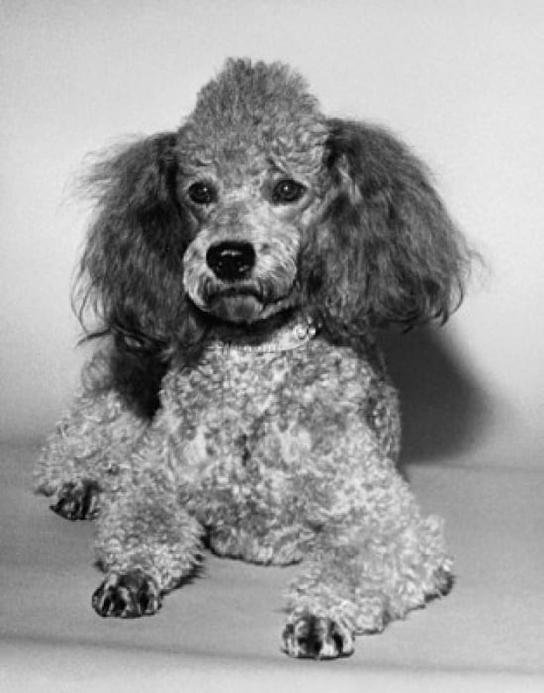 Miniature Poodle Canvas Art - (18 x 24)