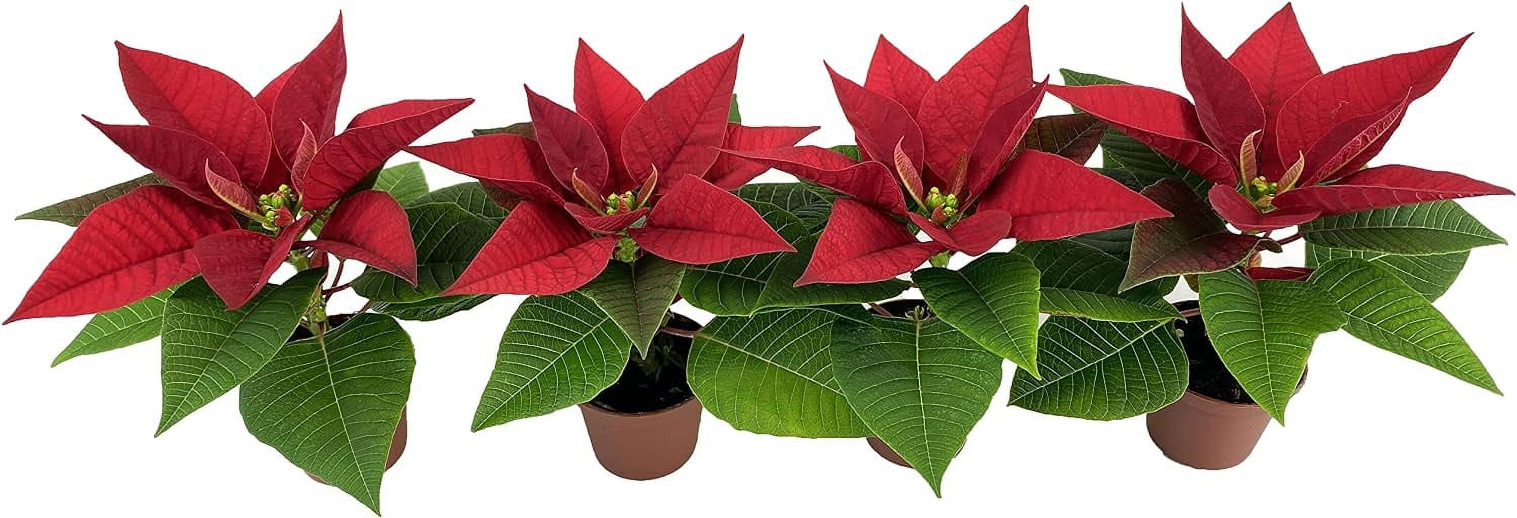 Miniature Red Poinsettias (4 Plants) (2" Pots) *Live Plants* (Grow Pots