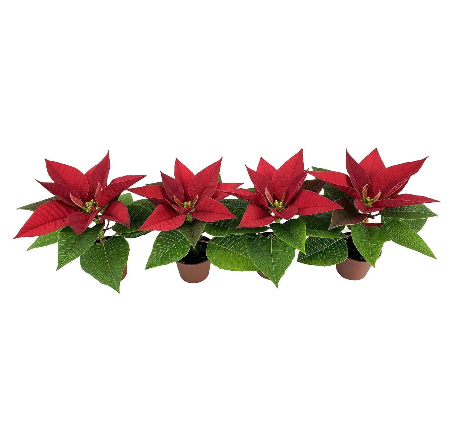 Miniature Red Poinsettias (4 Plants) (2" Pots) *Live Plants*