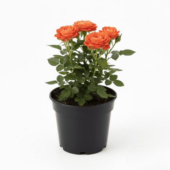 Miniature Rose Plant Live, Orange Blooms, Mini Rose Shrubs Plant for ...