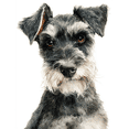 thumbnail image 1 of Miniature Schnauzer Watercolor Canvas Print Wall Art, Cute Pet Decor for Living Room Bedroom Hallway Office, 1 of 8
