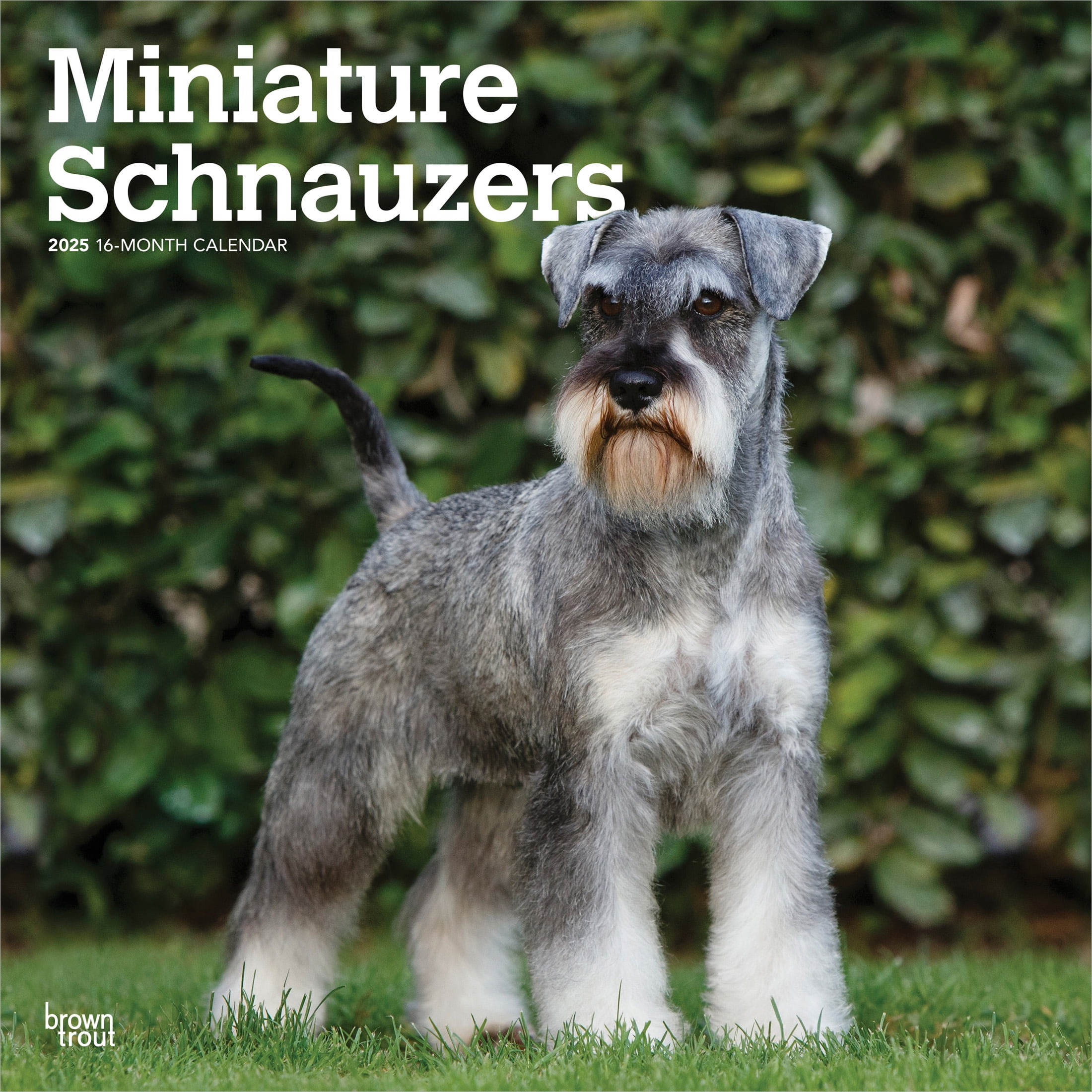 Miniature Schnauzers | 2025 12x24" (Hanging) Square Wall Calendar | BrownTrout