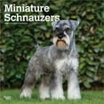 thumbnail image 1 of Miniature Schnauzers | 2025 12x24" (Hanging) Square Wall Calendar | BrownTrout, 1 of 9