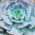 thumbnail image 1 of Miniature Succulent Plants, Botanical Unframed Photographic Print Wall Art by kenny001 Sold by ArtCom, 1 of 4