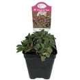 thumbnail image 1 of Miniature Tiger Jade Plant - Crassula - Easy House Plant - 2.5" Pot, 1 of 3