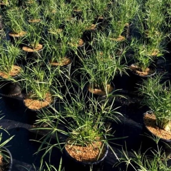 Miniature Umbrella Plant - Cyperus alternifolius 'gracilis'