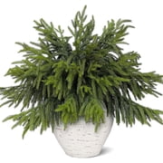 Minibee 12 Pcs Real Touch Norfolk Pine Stems - Christmas Artificial Pine Branches, Faux Greenery Cedar Picks for Holiday Wreath, Vase, Garland