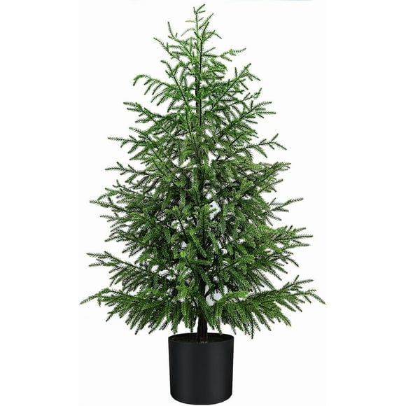 Real Small Christmas Trees