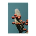 thumbnail image 1 of Minimal Cactus - Visalia California Photography Cactus Desert Botanical Nature Minimalist Tropical Fruit Unframed Wall Art Print 8 x 12 inches, 1 of 1