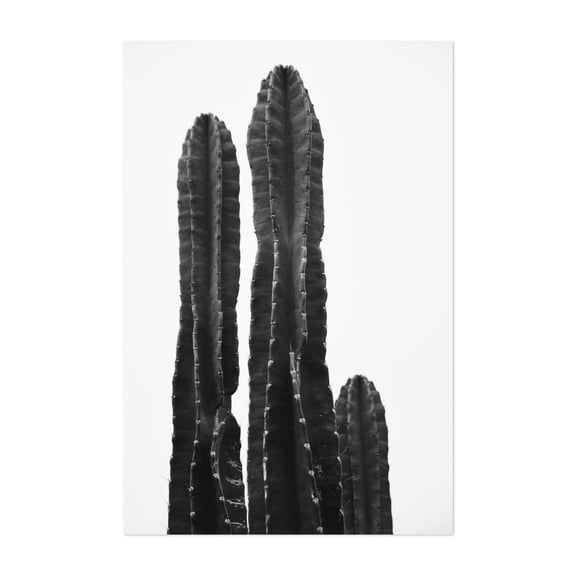 Minimalist Cactus in Black and White - Tucson Arizona Photography Cactus Black and White Nature Desert Minimalist Botanical Abstract Unframed Wall Art Print 12 x 18 inches