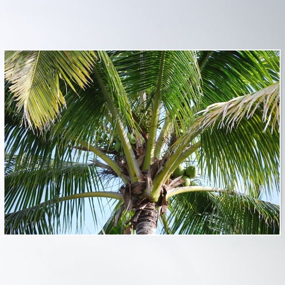 Minimalist Coconut Palm Tree With Green Fronds Poster Wall Art, Modern Wall Decor For Living Room Bedroom, 8x12 UNFRAMED