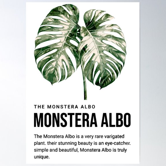Minimalistic Monstera Albo Poster Wall Art, Modern Wall Decor For Living Room Bedroom, 24x36 UNFRAMED