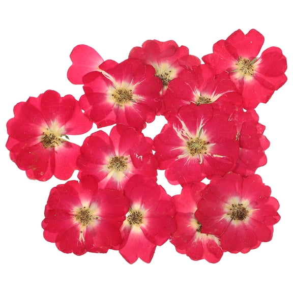 Minkissy 12Pcs Natural Dried Roses Red for Nail Art Decor and Holiday Craft Accessories