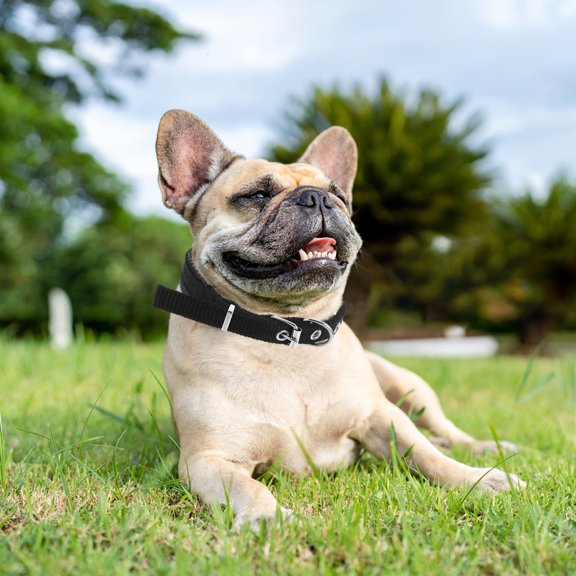 Minkissy Multifunctional Kitten Accessories Black Comfortable Pet Collar Simple Design 1Pack