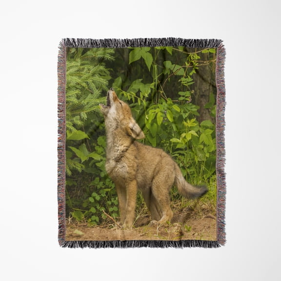 Minnesota, Coyote Pup Howling At Den, Captive, Woven Blanket