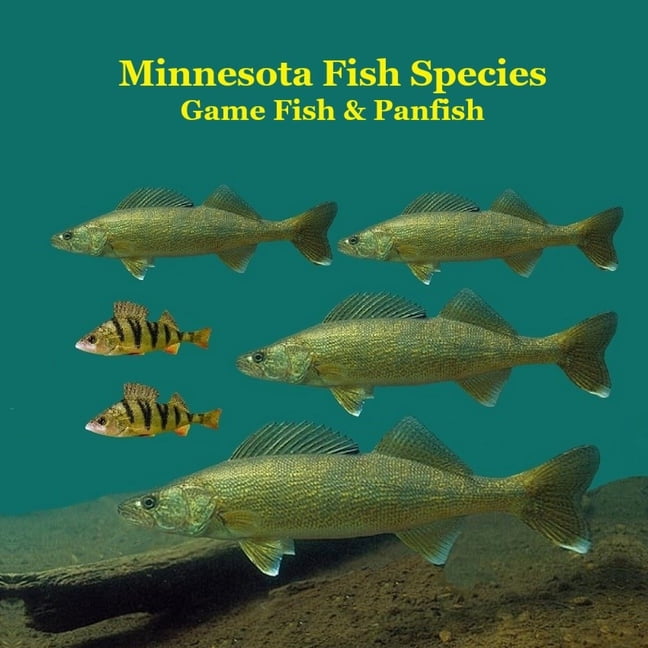 Mn Native Fish Minnesota Game Fish and Panfish Species Kids Book: Great Book About the ...