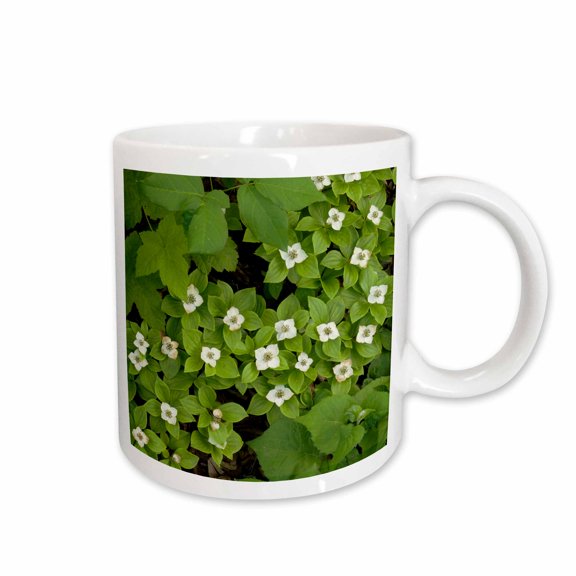 3drose, Minnesota, Gooseberry Falls Sp, Bunchberry Flora - Us24 Rsp0022 - Rob Sheppard, 11oz Mug
