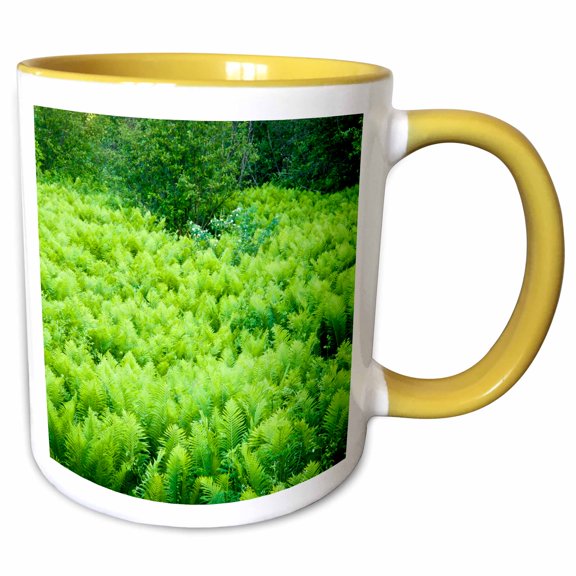 3drose, Minnesota, Gooseberry Falls Sp, Ostrich Fern Flora - Us24 Rsp0034 - Rob Sheppard, 11oz Two-tone Yellow Mug