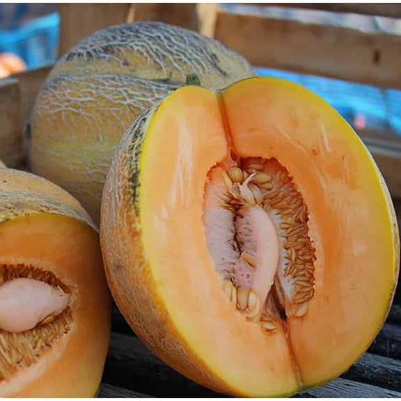Minnesota Midget Melon 25 Seeds | Small, Sweet Melons for Gardens & Containers