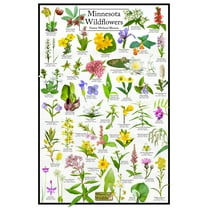 Minnesota Wildflowers Poster - Native Wetland Blooms - Educational Science Chart of Arkansas Flowers