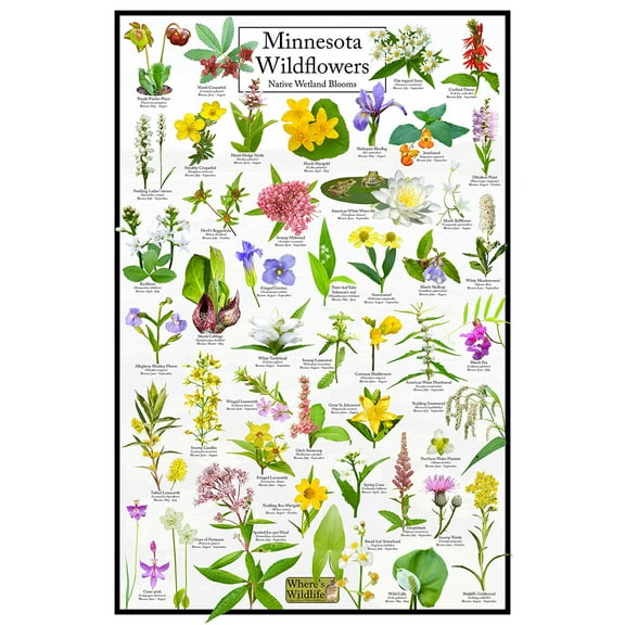 Minnesota Wildflowers Poster - Native Wetland Blooms - Educational Science Chart of Arkansas Flowers