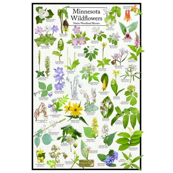 Minnesota Wildflowers Poster - Native Woodland Blooms - Educational Science Chart of Minnesota Flowers