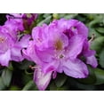 thumbnail image 1 of Minnetonka Rhododendron - Very Hardy - Spectacular - 4" Pot, 1 of 2