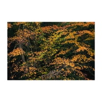 Minnewaska Autumn 02 - New York Photography Autumn Nature Forest Botanical Scenic Landscape Floral Unframed Wall Art Print 5 x 7 inches
