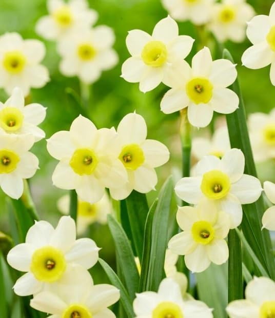 Minnow Daffodil Bulbs for Planting Easy to Grow Perennial Flowers for