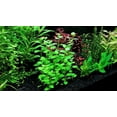 thumbnail image 1 of Mint Charlie (Micromeria Brownei) Size: Bunch 3-5 Stems Live Aquarium Plants BUY 2 GET 1 FREE, 1 of 1