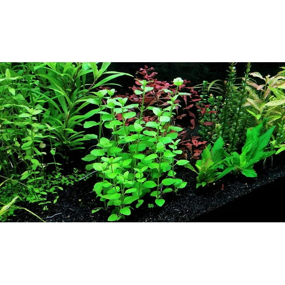 Mint Charlie (Micromeria Brownei) Size: Bunch 3-5 Stems Live Aquarium Plants BUY 2 GET 1 FREE