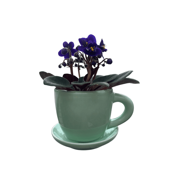 Mint Green Ceramic Teacup with Surprise Miniature African Violet - 2.5" Pot