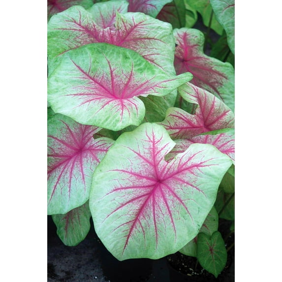 Mint Julep Caladium - 3 Bulbs - Fancy Pink Veins with Lime Green Edge