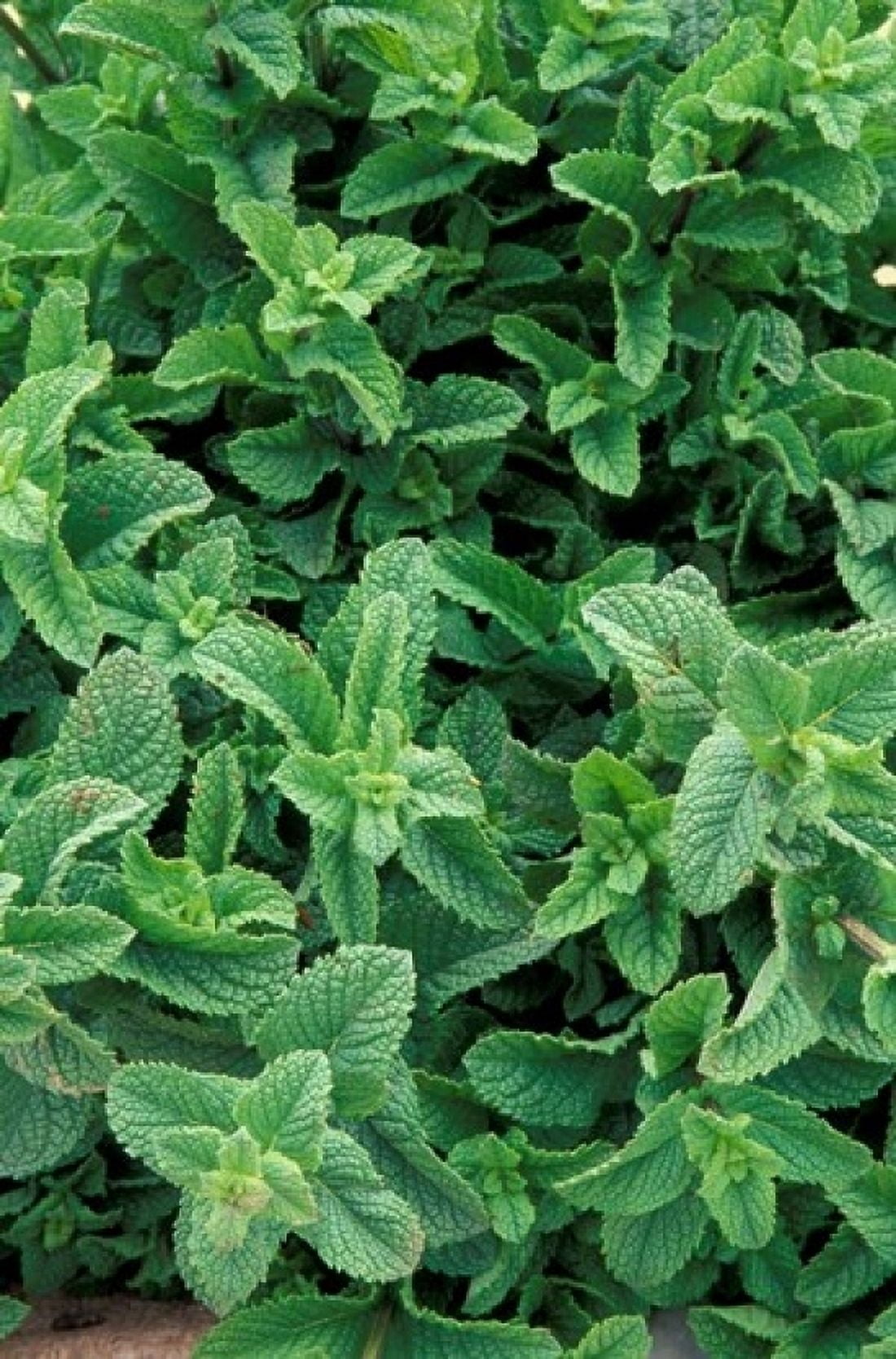 Mint Leaves for Brewing Traditional Tea Morocco Canvas Art - John & Lisa Merrill DanitaDelimont (12 x 17)