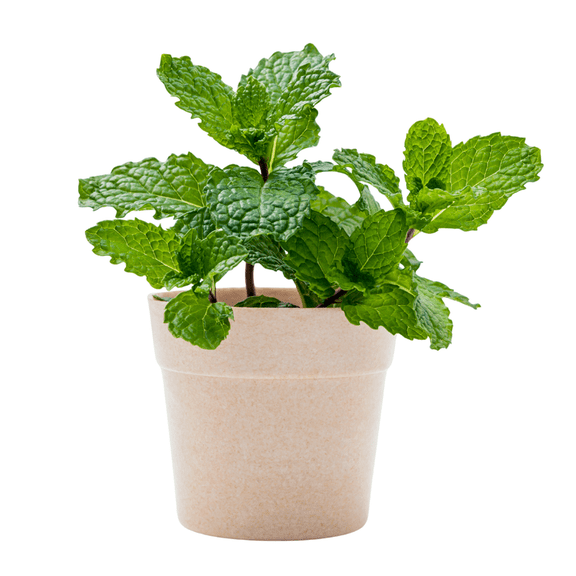 Mint Live Plant in Pot, 4 to 6 Inches Starter Plant, Edible and Fragrant Mint Herb Plant for Indoor Outdoor Growing, 4.5 Inches Pot